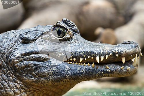 Image of Crocodile teeth and detail of the eye, Semi hidden