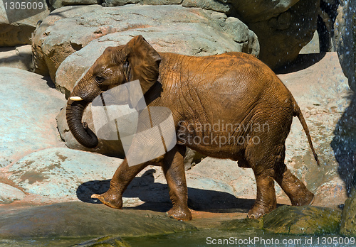 Image of African elephant, recently bathed.