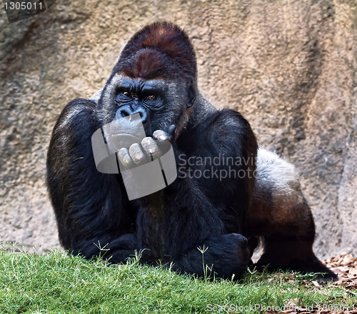 Image of Silverback gorilla.