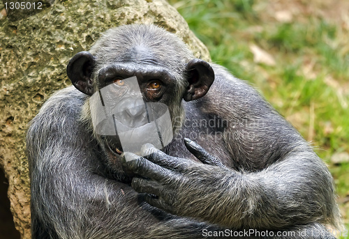 Image of Pan, chimpanzee