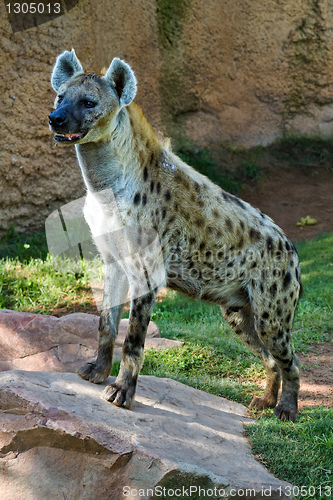 Image of Hyena,