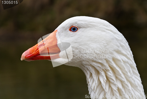 Image of Portrait head of a goose.