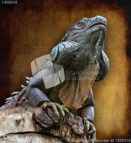 Image of The lizard, Iguana