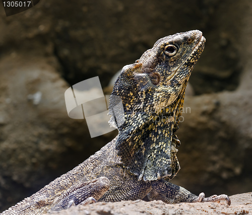 Image of Bearded lizard