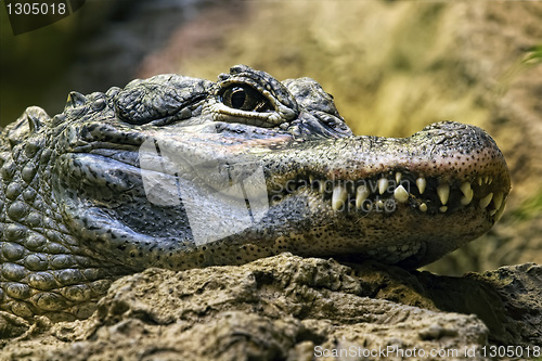 Image of Crocodile teeth and detail of the eye, Semi hidden