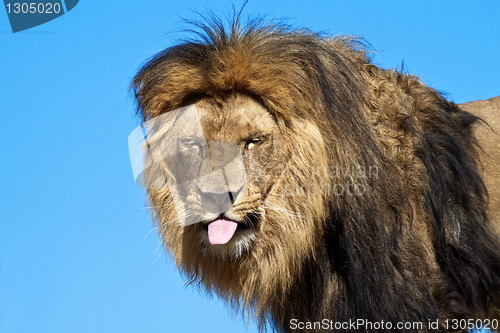 Image of Lion, sticking out his tongue, teasing.