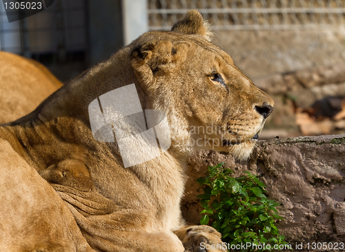 Image of Lioness