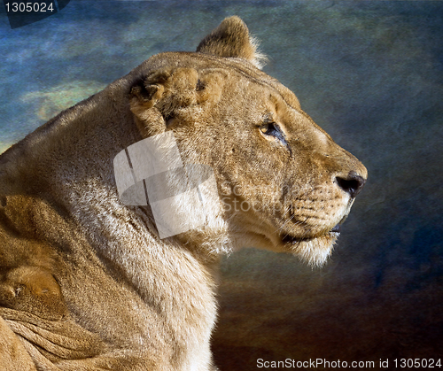 Image of Lioness