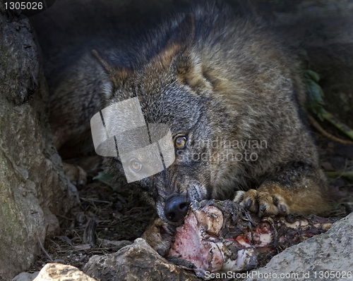 Image of Iberian wolf