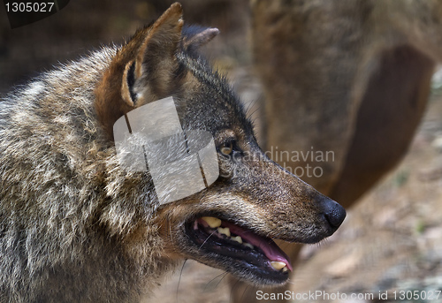 Image of Iberian wolf