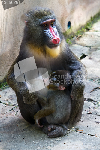 Image of Mandrill female with her tiny newborn