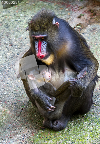 Image of Mandrill female with her tiny newborn