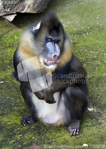 Image of Mandrill