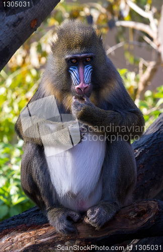 Image of Mandrill