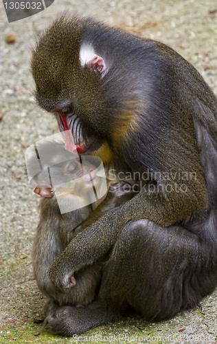 Image of Mandrill female with her ??tiny newborn