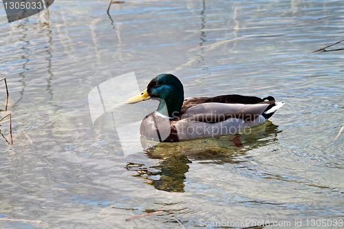 Image of Swimming duck