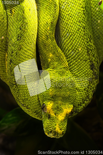 Image of green python, Morelia viridis