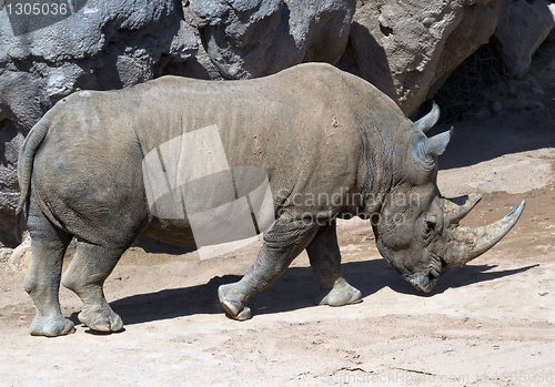 Image of white Rhinoceros