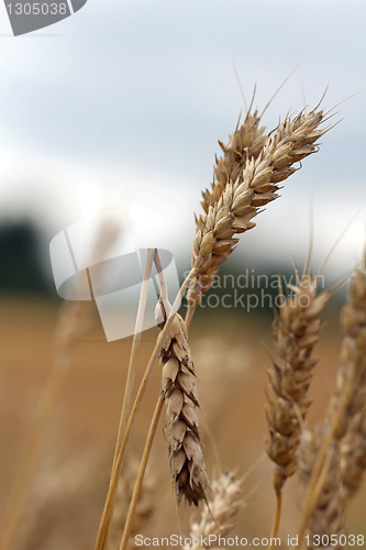 Image of Damaged wheat