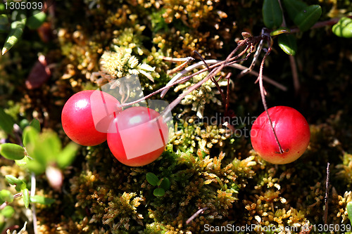 Image of Wild Cranberries (Vaccinium oxycoccus)