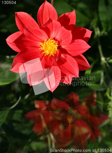 Image of red dahlia with its reflection in the glass