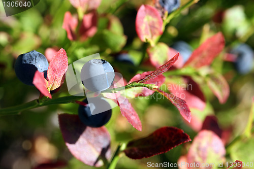 Image of Bilberry (Vaccinium myrtillus) in Autumn colors