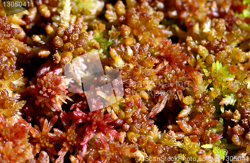 Image of Sphagnum capillifolium,, Acute-leaved Peat Moss