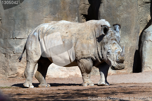 Image of white Rhinoceros