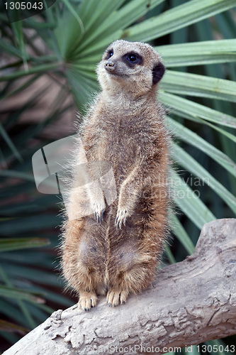 Image of Suricata Meerkat