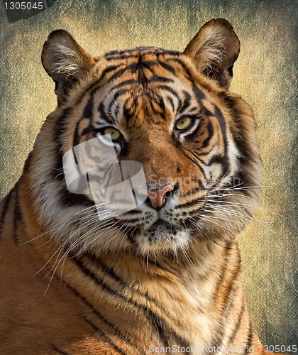 Image of Tiger