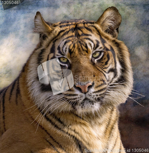 Image of tigre de Bengala (Panthera tigris tigris)
