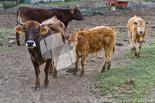 Image of Cows in the field