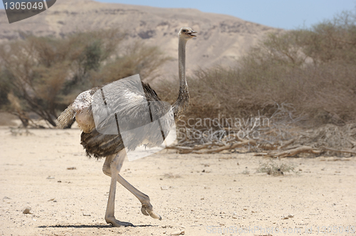 Image of African ostrich