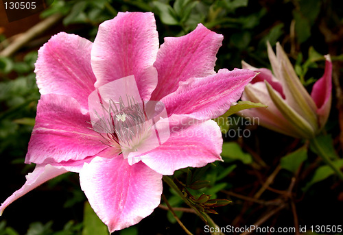 Image of pink clematis just opened