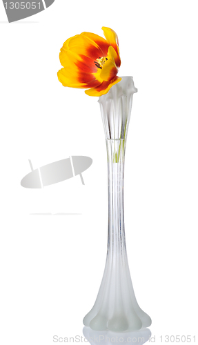 Image of Tulip flower in vase, isolated