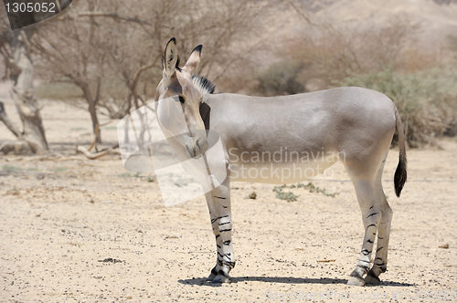 Image of African wild ass