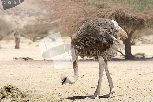 Image of African ostrich