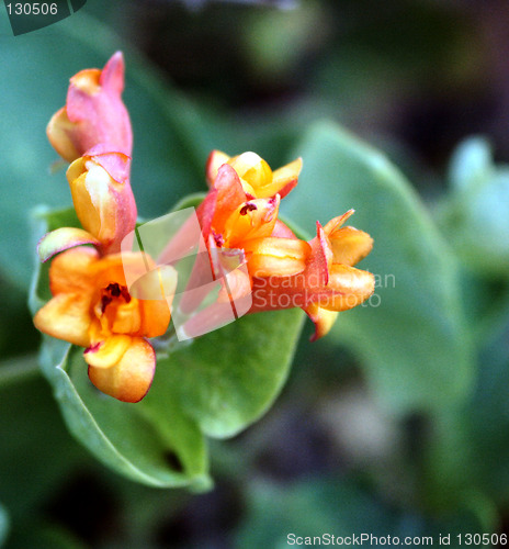 Image of honeysuckle