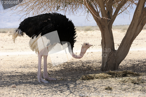 Image of African ostrich