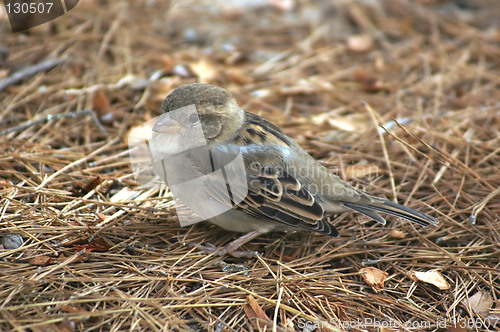 Image of young sparrow on the ground