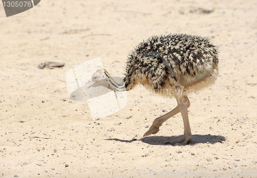 Image of African ostrich chick 