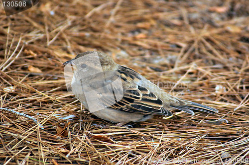 Image of young sparrow waiting for its parents