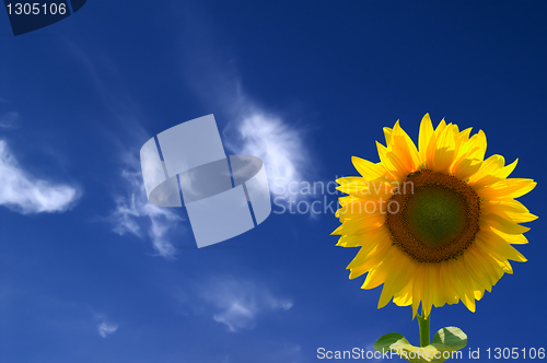 Image of Yellow sunflowers against blue sky