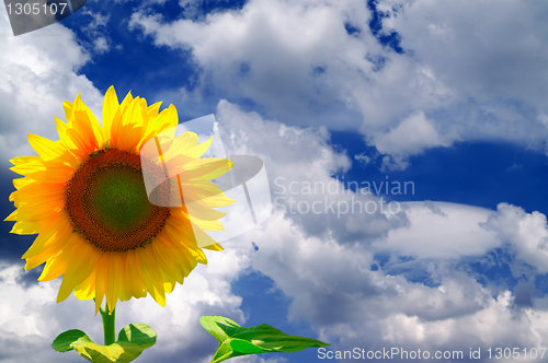 Image of Sunflower against  blue sky with clouds