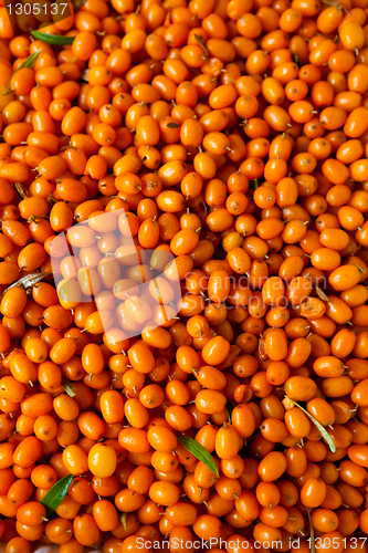 Image of Sea-buckthorn