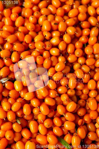 Image of Sea-buckthorn