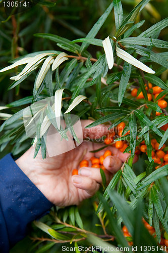 Image of Picking sea-buckthorn berries