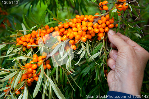Image of Picking sea-buckthorn berries