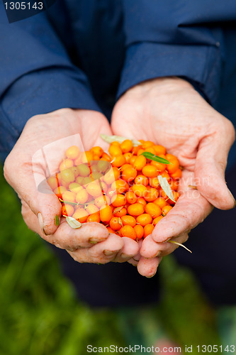 Image of Sea-buckthorn