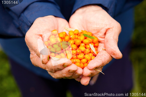 Image of Sea-buckthorn